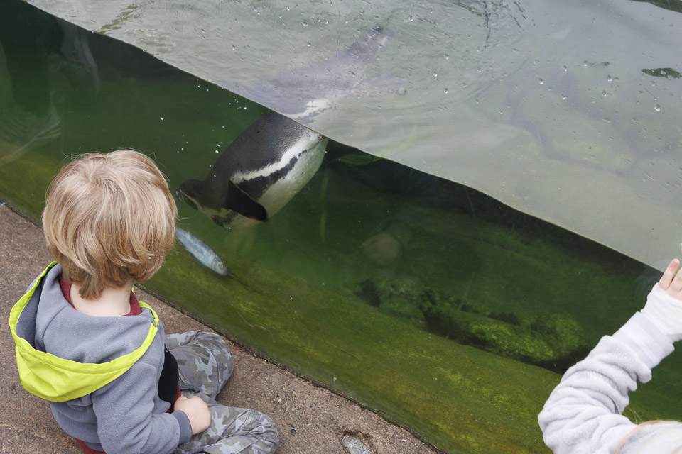 Woodland Park Zoo — photo 7